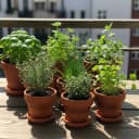 Basilic, persil, ciboulette, thym, romarin, menthe, coriandre
