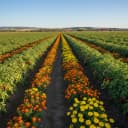 Associer ses tomates aux bonnes plantes pour éloigner les nuisibles