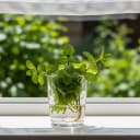 Boutures faciles : Multiplier ses plantes gratuitement