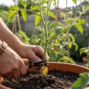 Effeuiller le bas du plant de tomate : Utile ou contre-productif ?