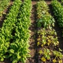 Épinards et blettes : Les feuilles oubliées du potager