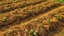 Fougère aigle au potager : le paillage anti-limaces que les jardiniers bio ne recommandent (presque) jamais