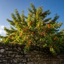 Pêcher et abricotier : Les fruitiers à noyau au jardin