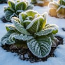 Laitue d'hiver et mâche : Le potager ne s'arrête jamais