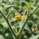 Des fleurs mais pas de fruits sur vos tomates : Comprendre et débloquer la nouaison