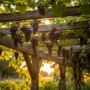 Vigne : Planter et tailler une treille au potager