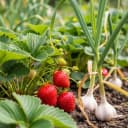 Les plantes compagnes qui protègent vraiment votre potager