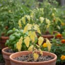Purin d'ortie, consoude, cendres : À quoi sert quoi pour les tomates