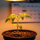 Février au jardin : Les premiers semis sous abri (calendrier mensuel)