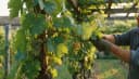 La taille en vert de la vigne : ébourgeonner, rogner et effeuiller au bon moment