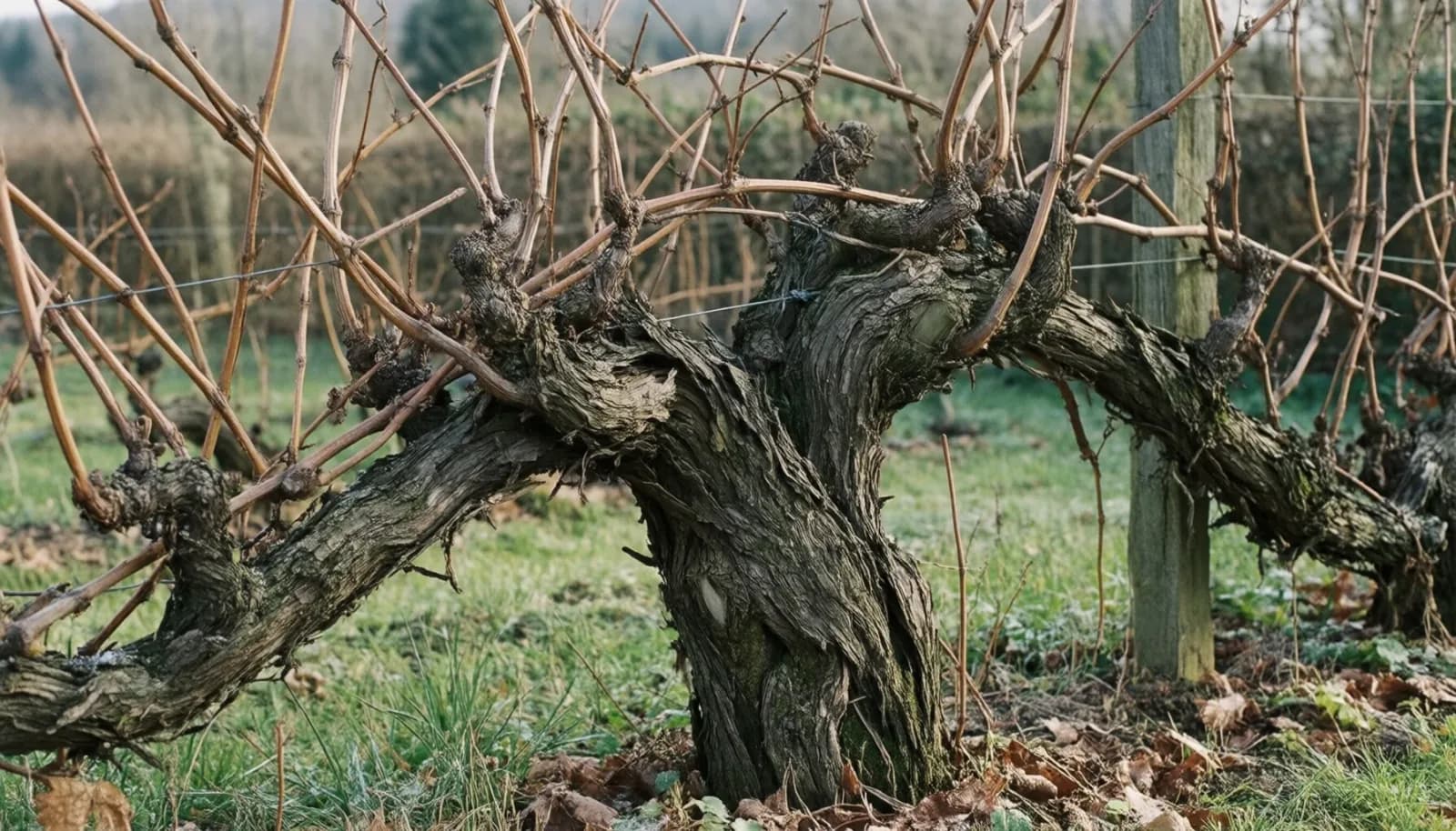 Rattraper une vieille vigne abandonnée : la taille de rajeunissement