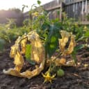 Tomates trop arrosées ou en manque d'eau : Décrypter ce que vos feuilles vous disent