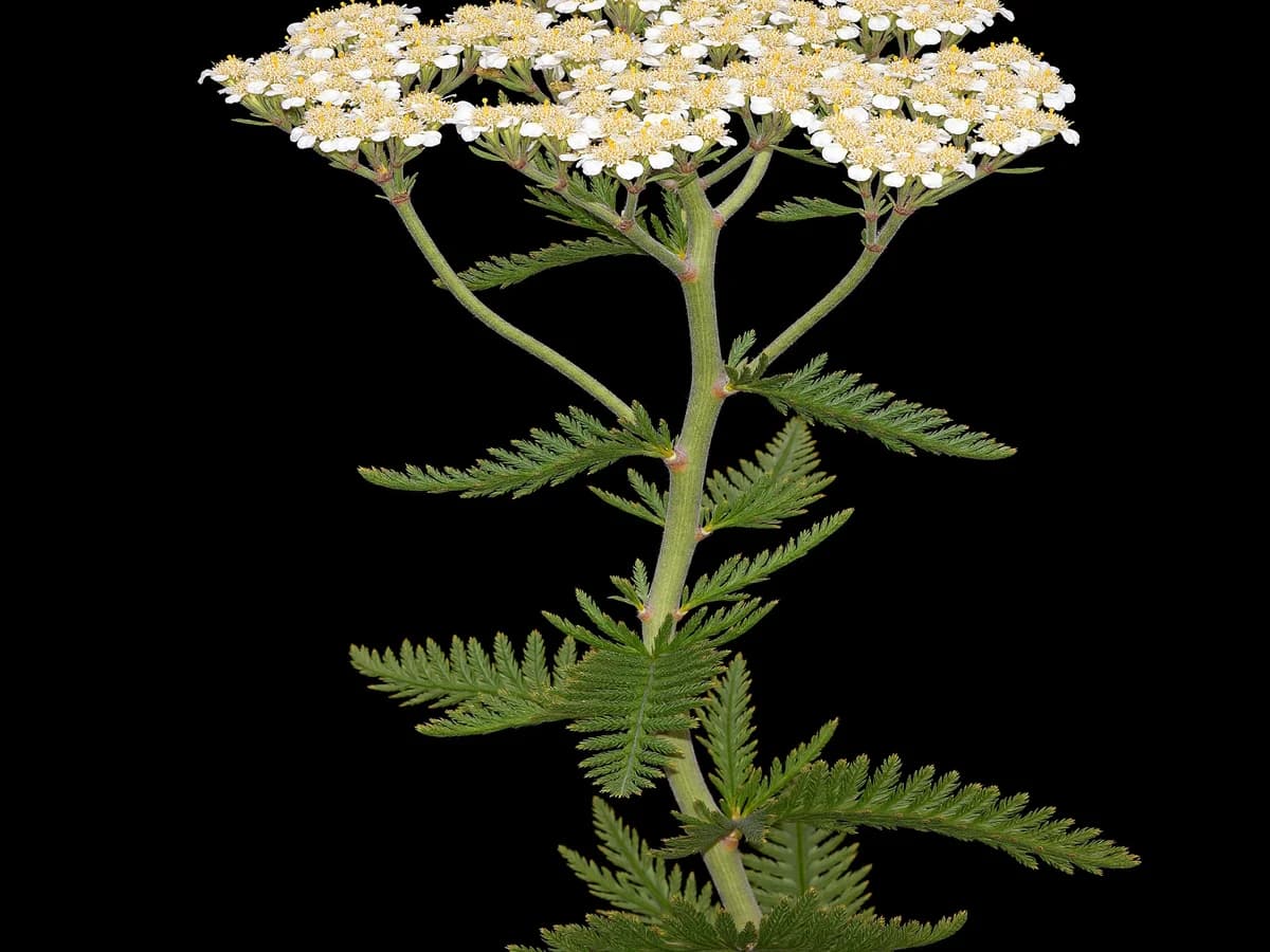 Achillée millefeuille