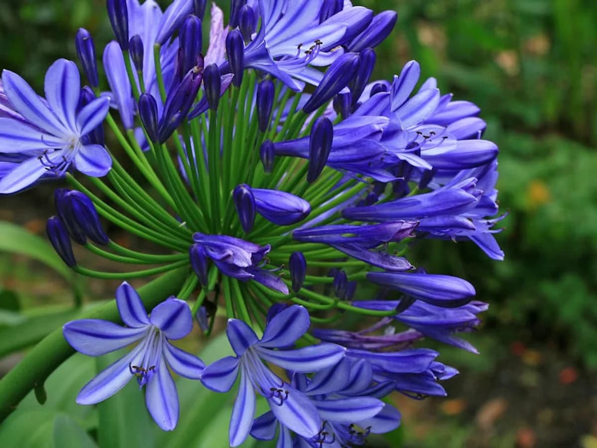 Agapanthe - illustration botanique