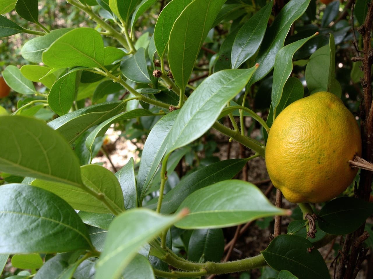 Citronnier - illustration botanique