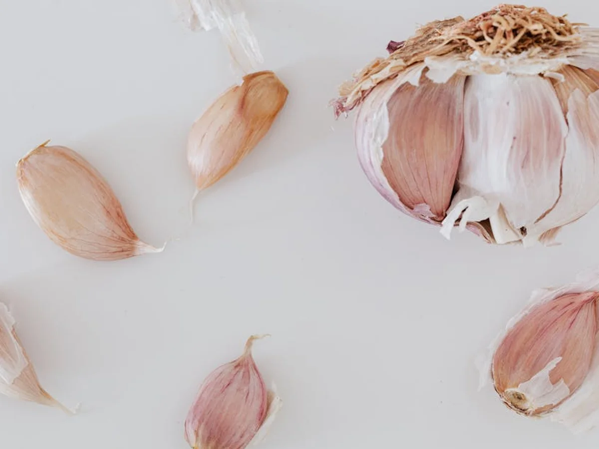 Ail - illustration botanique