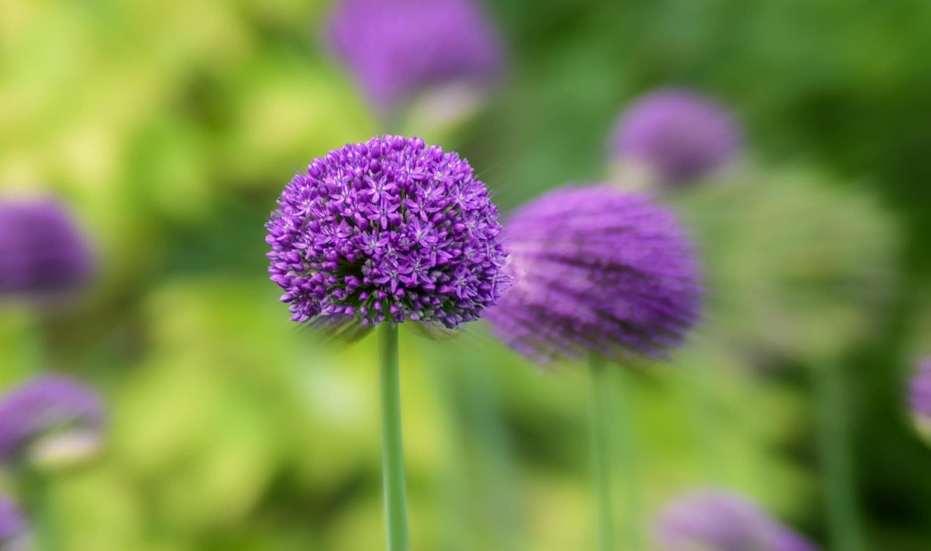 Allium (ail décoratif) - illustration botanique