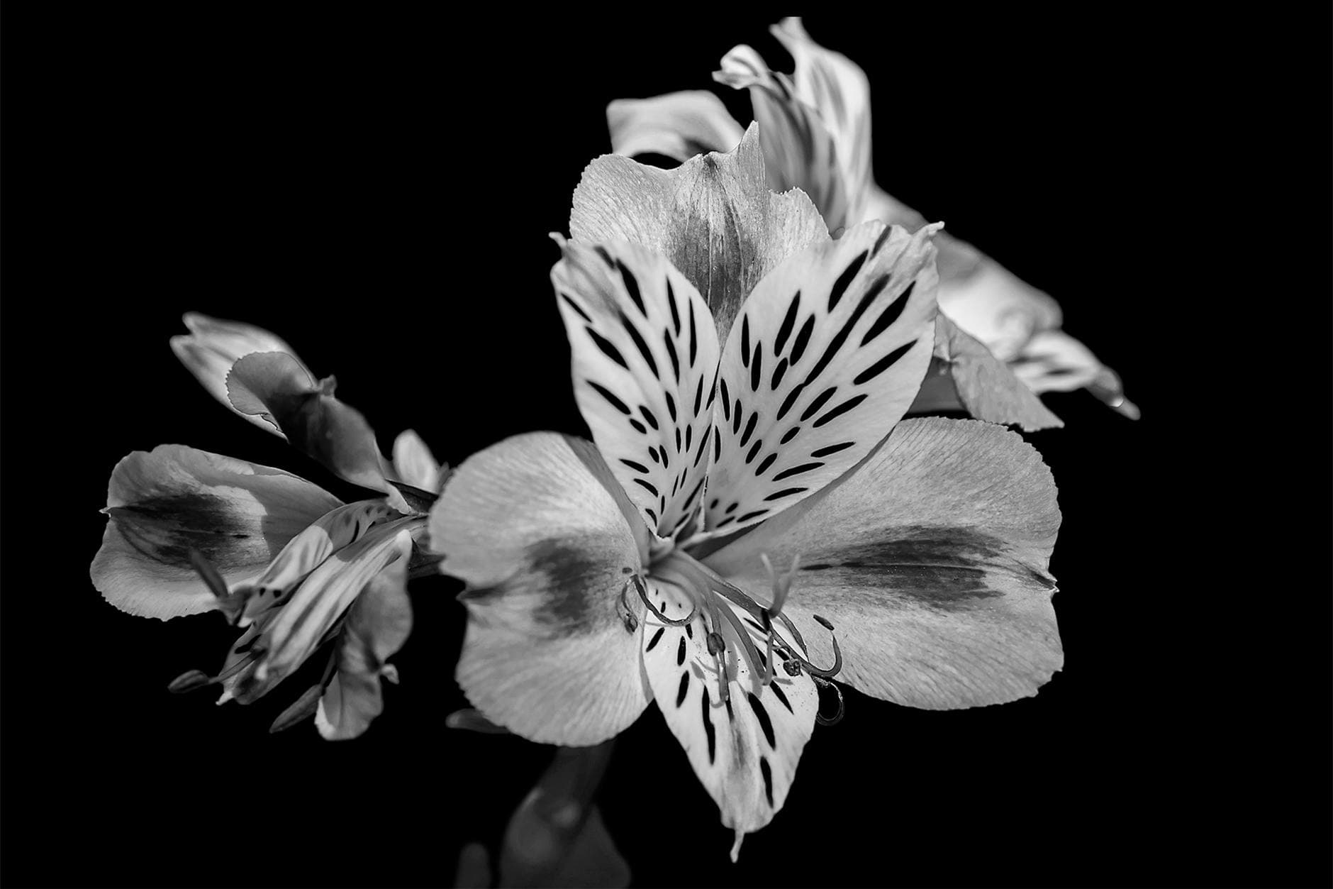 Alstroemeria (lis des Incas) - illustration botanique