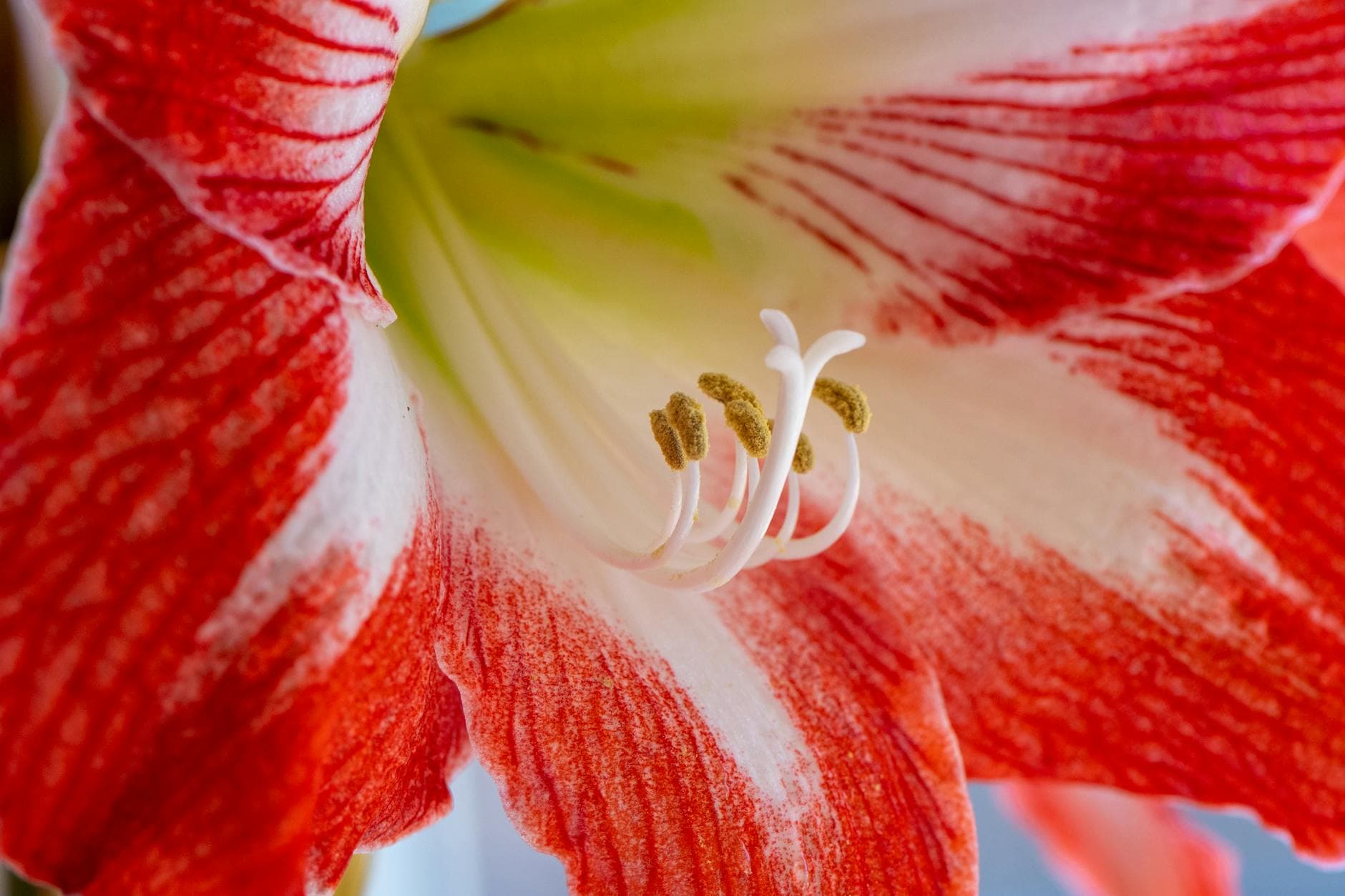 Amaryllis - illustration botanique