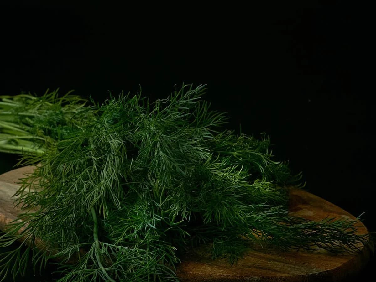 Aneth - illustration botanique