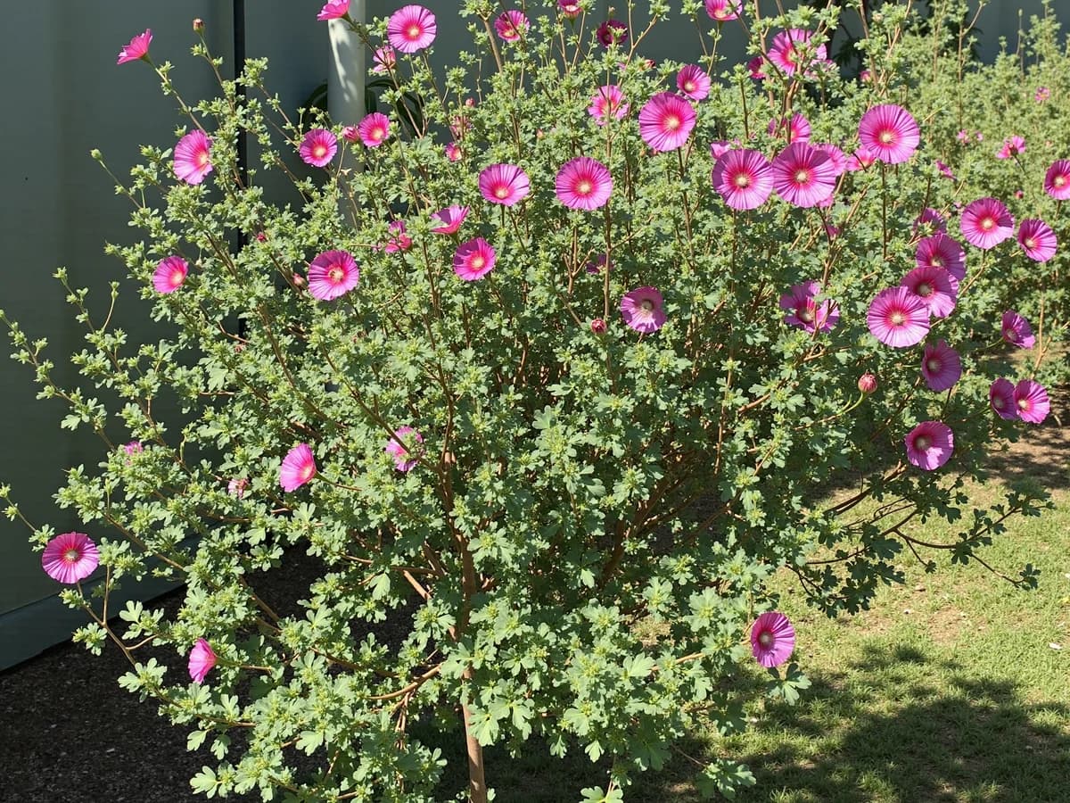 Anisodontea 'El Rayo'