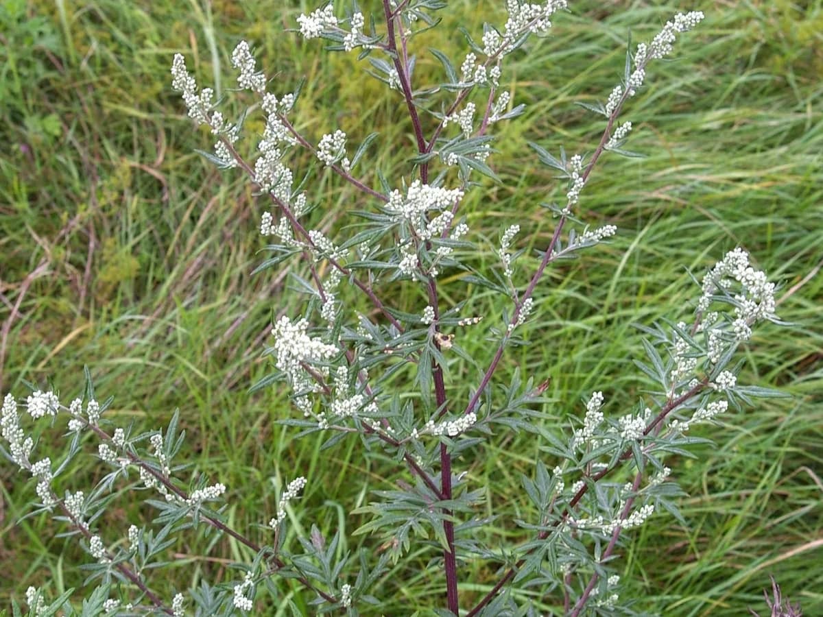 Armoise - illustration botanique