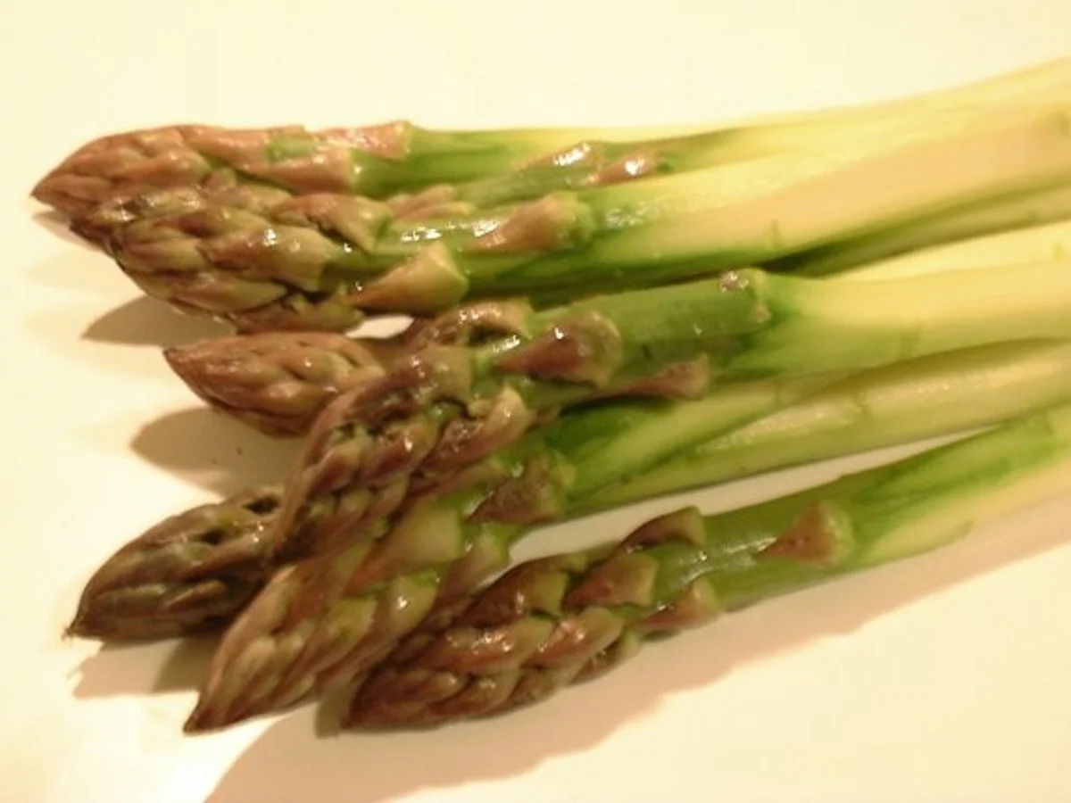 Asperge - illustration botanique