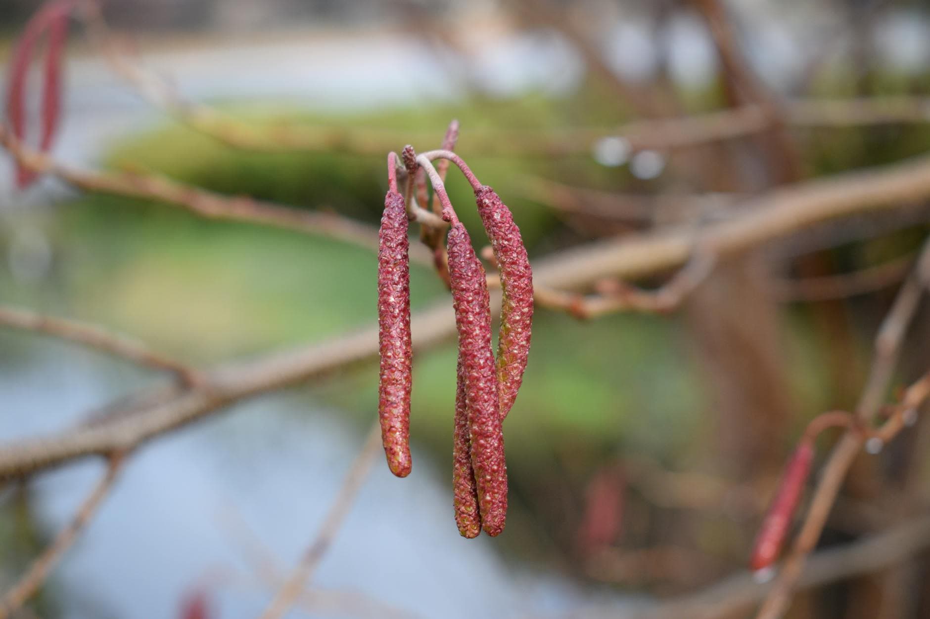 Aulne glutineux - illustration botanique