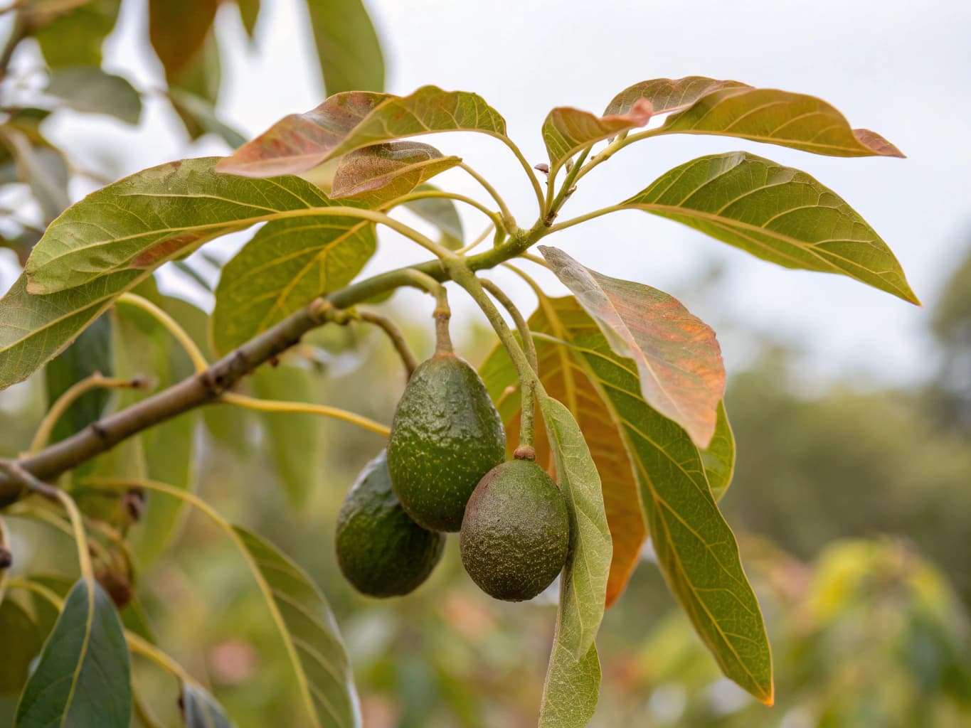 Avocatier - illustration botanique