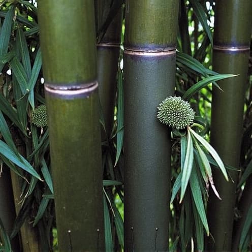 Bambou - illustration botanique