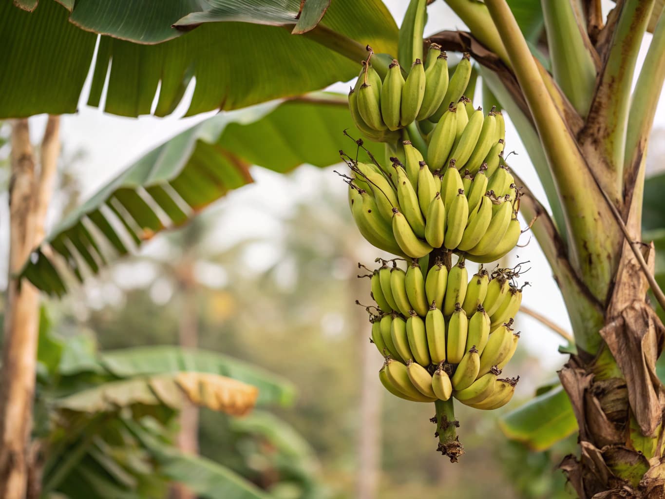 Bananier - illustration botanique