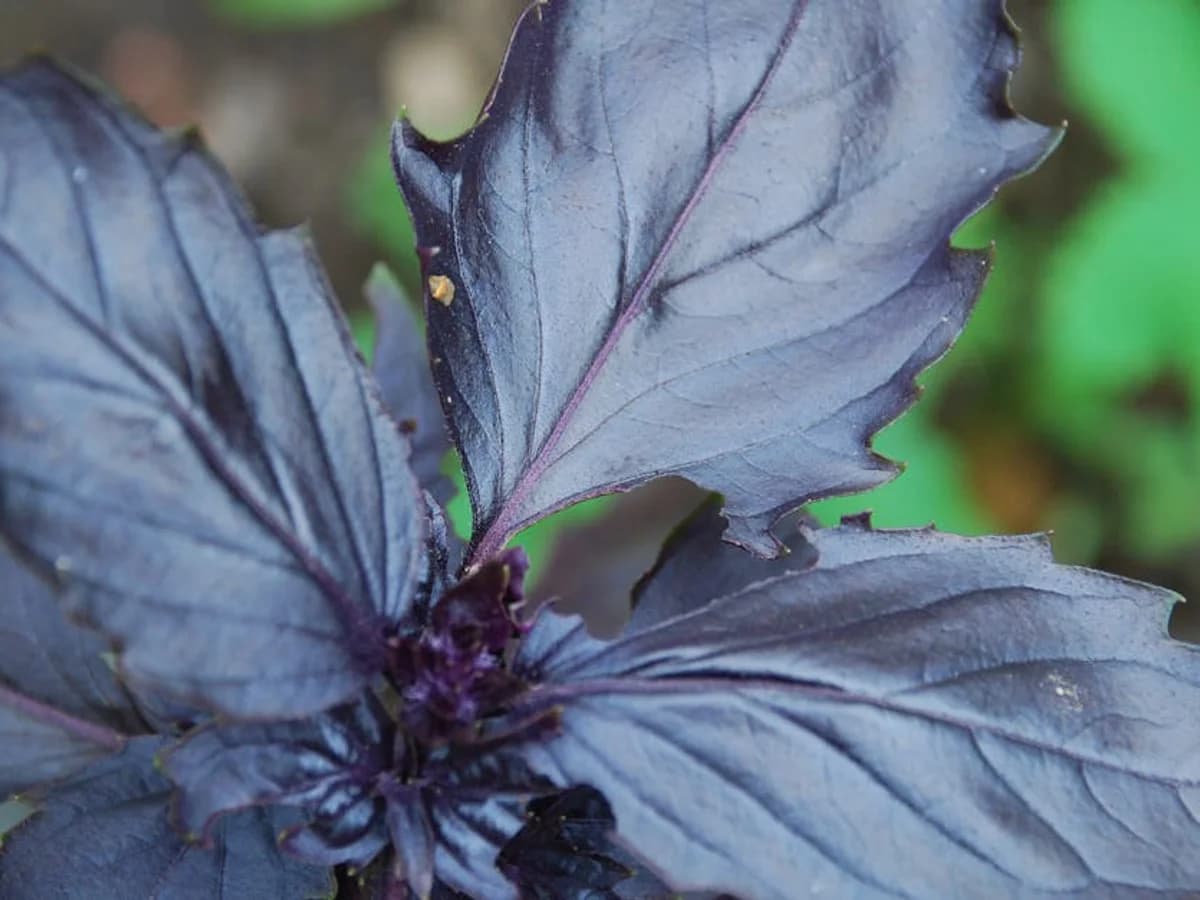 Basilic pourpre - illustration botanique