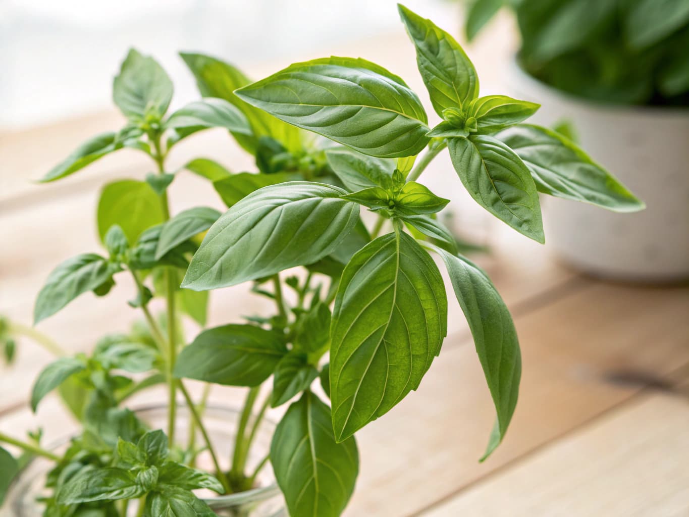 Basilic thaï - illustration botanique