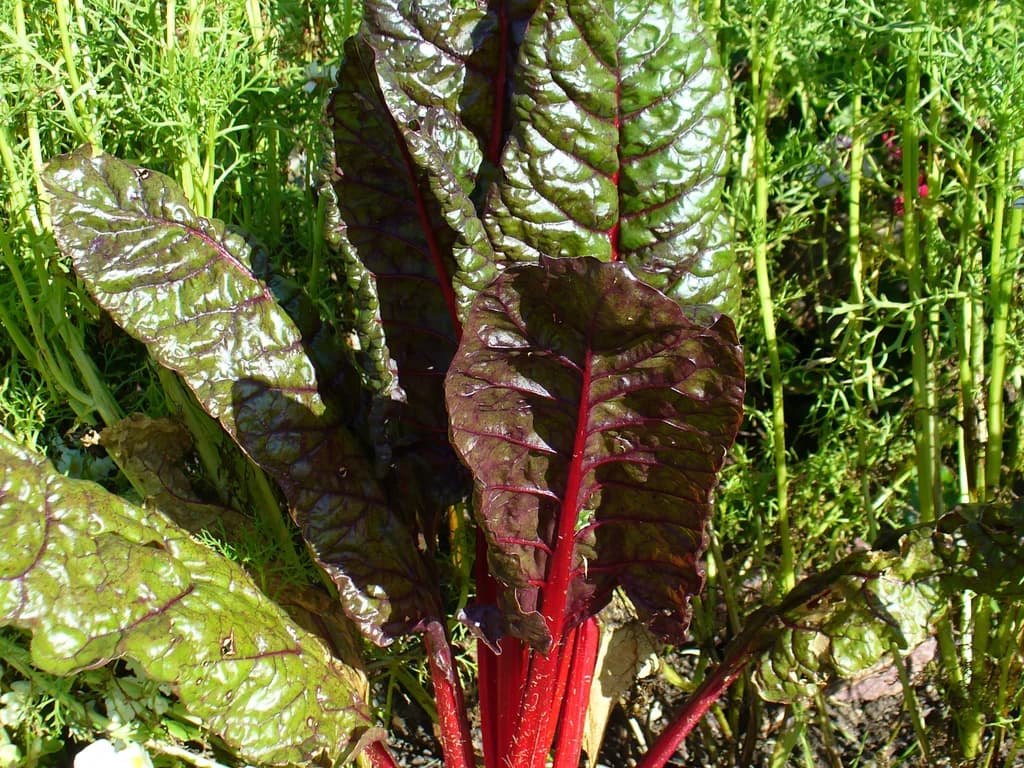 Blette - illustration botanique