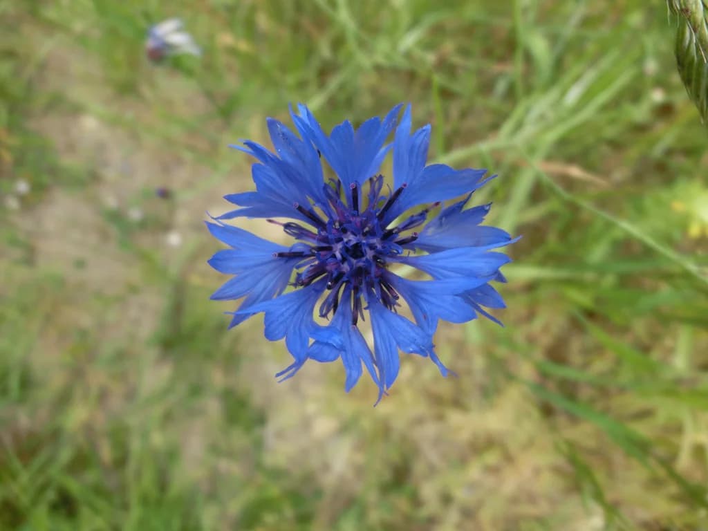 Bleuet - illustration botanique