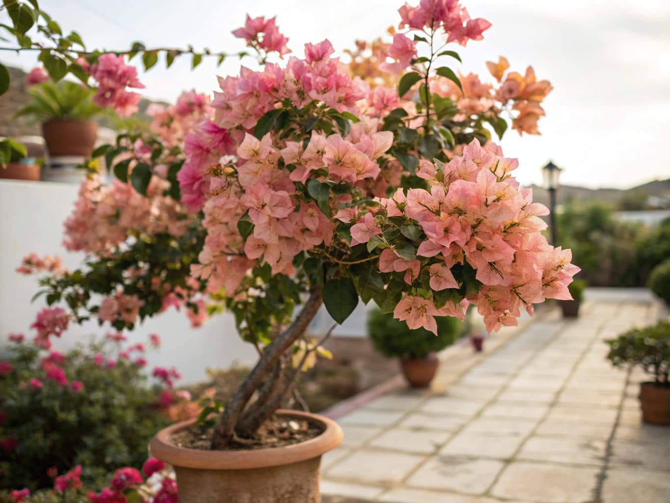 Bougainvillier - illustration botanique