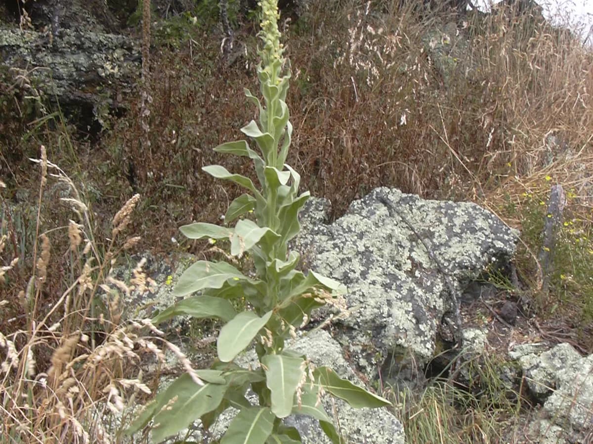 Bouillon blanc - illustration botanique