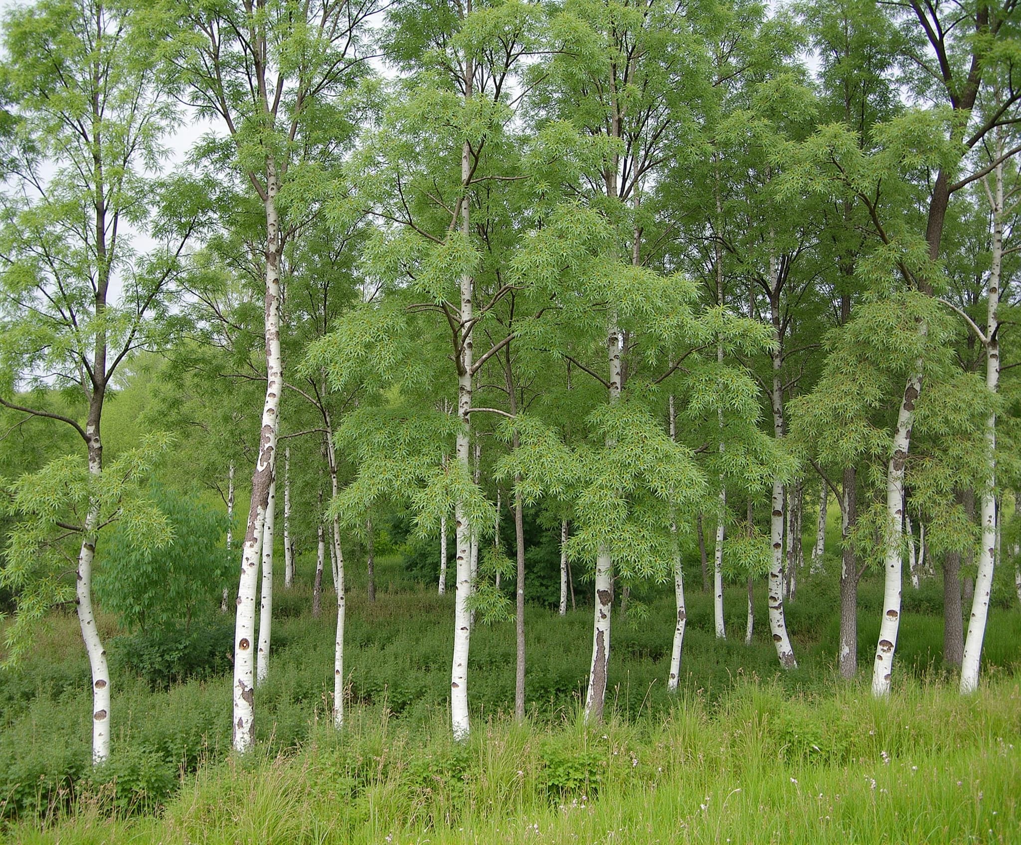 Bouleau - illustration botanique