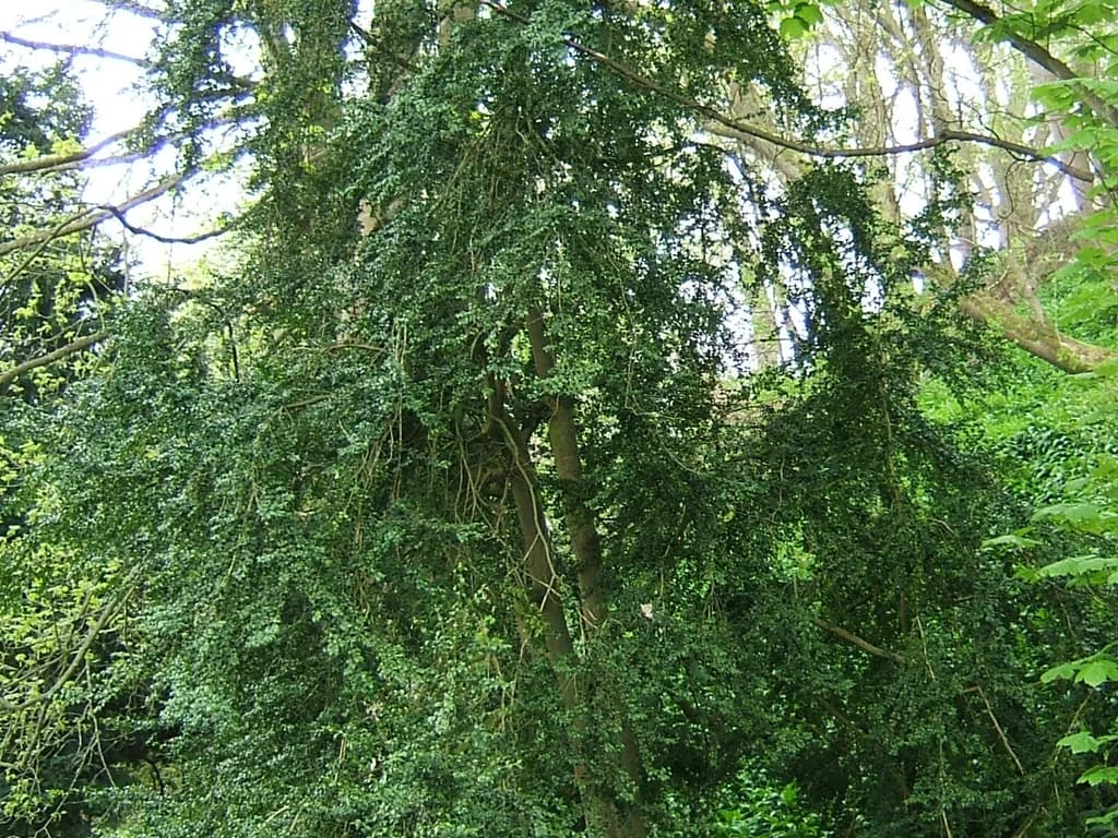 Buis - illustration botanique