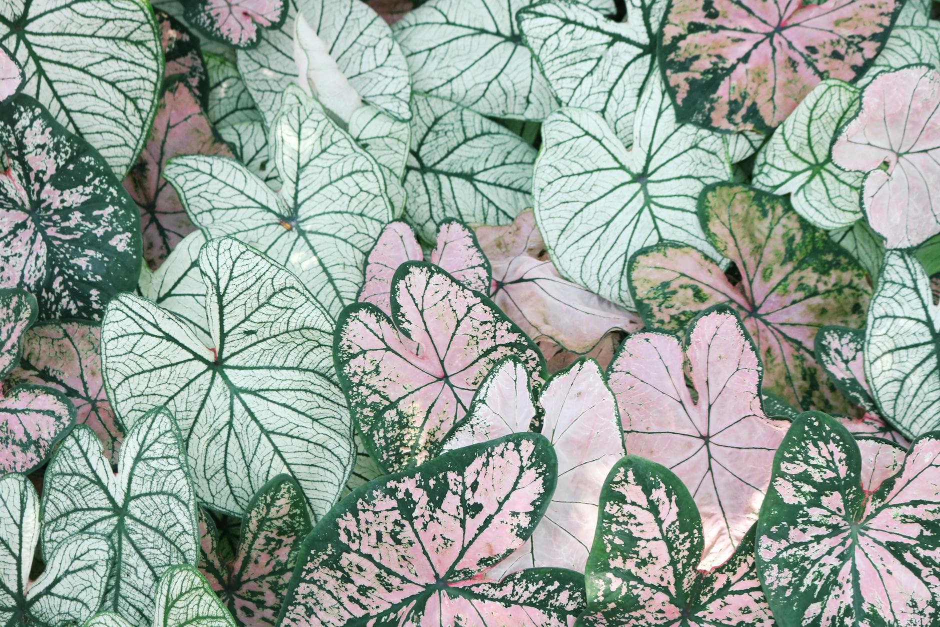 Caladium - illustration botanique