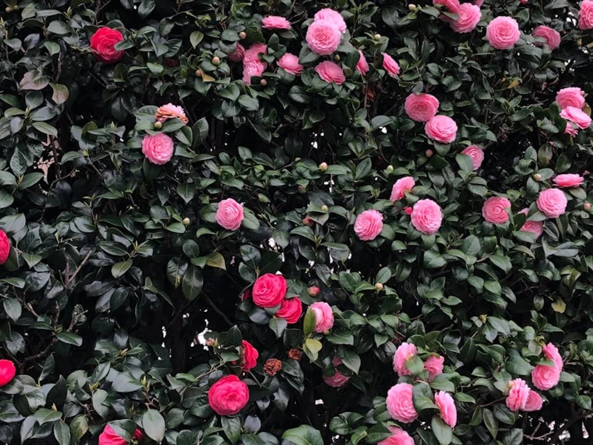 Camélia - illustration botanique