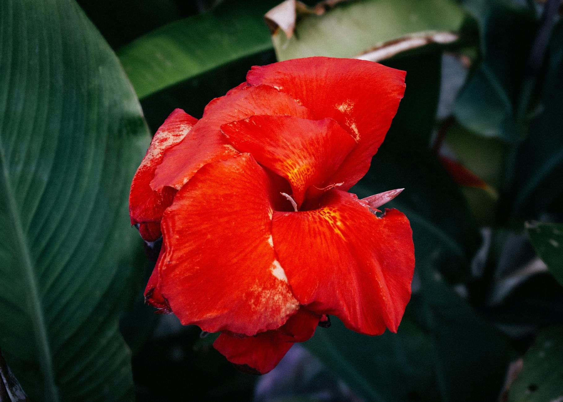 Canna - illustration botanique