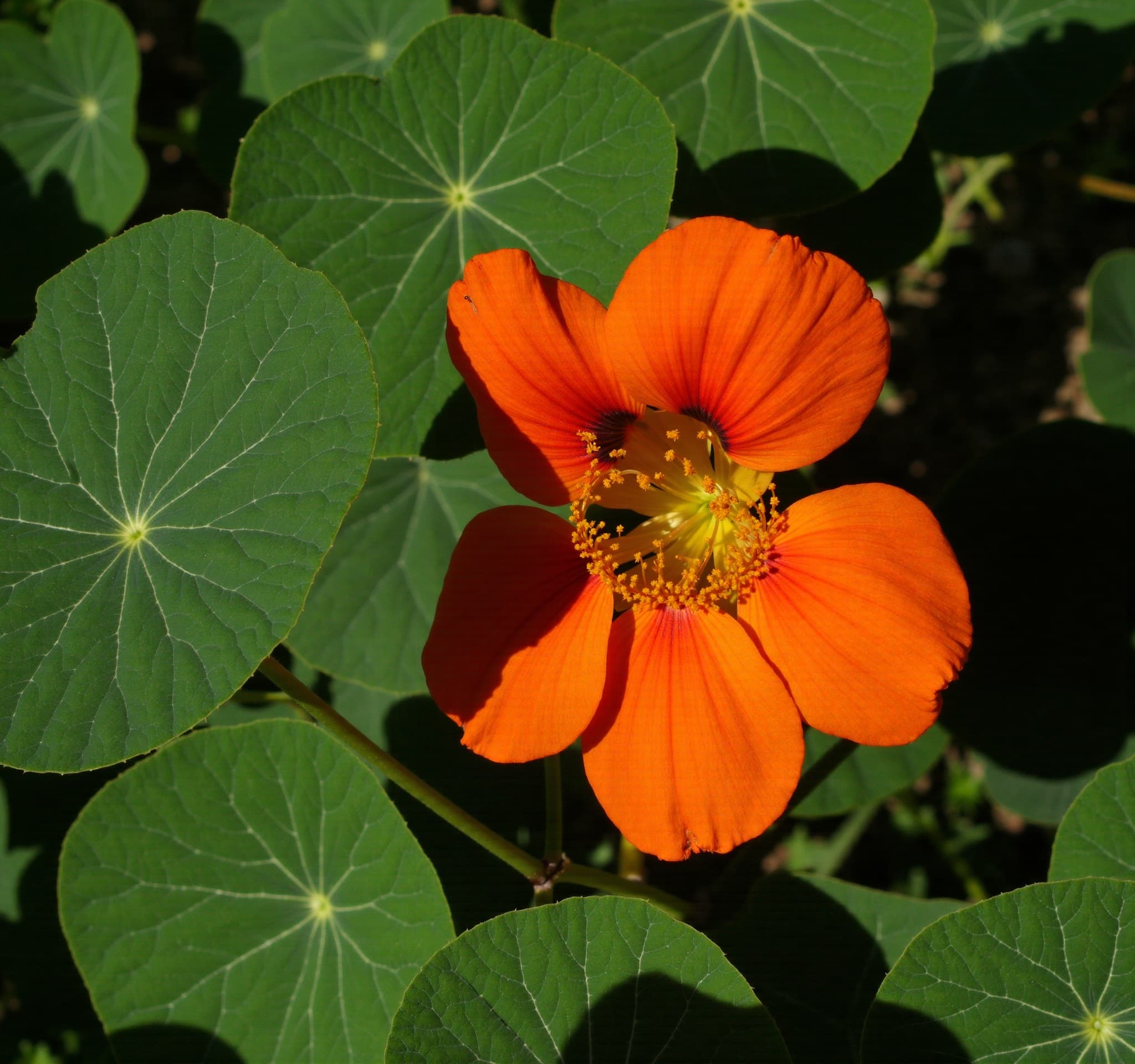 Capucine - illustration botanique