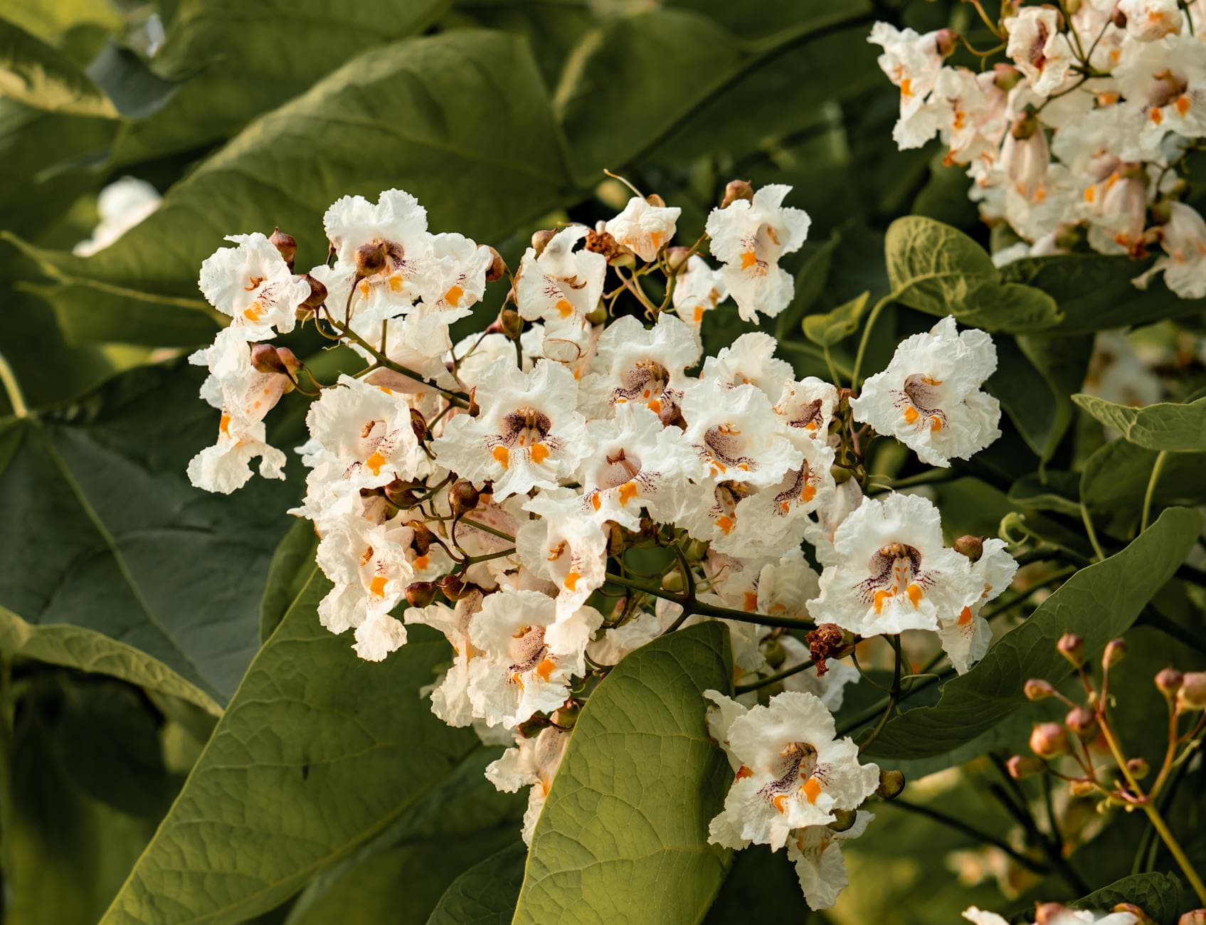 Catalpa commun - illustration botanique