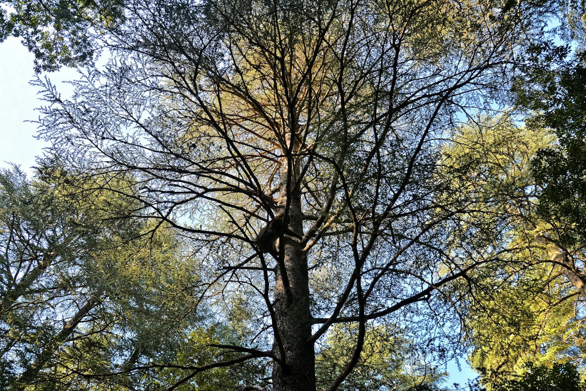 Cèdre du Liban - illustration botanique