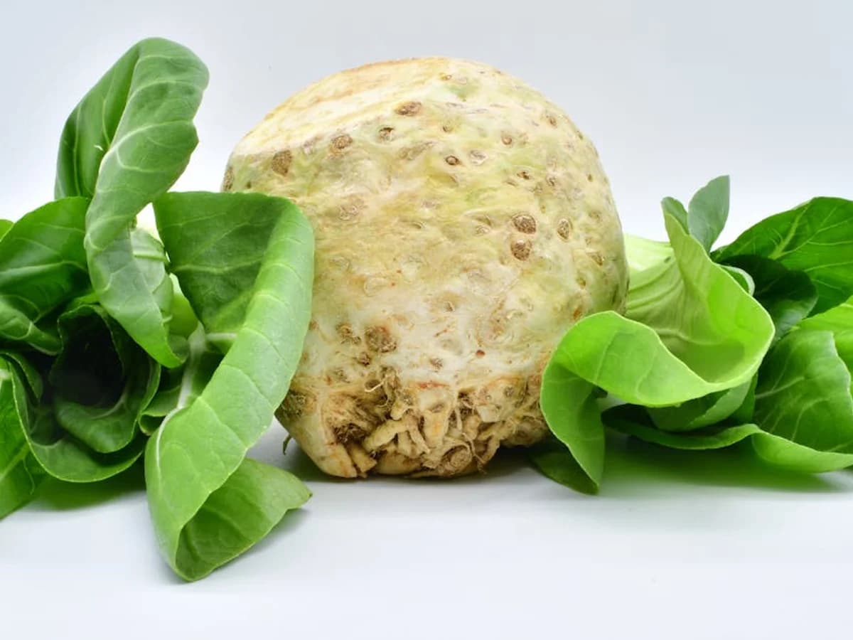 Céleri - illustration botanique