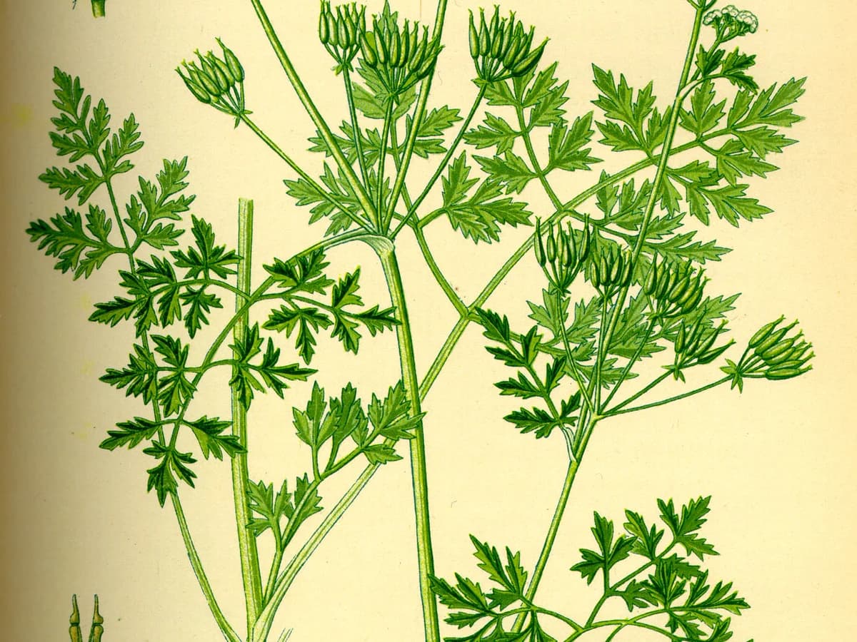 Cerfeuil - illustration botanique