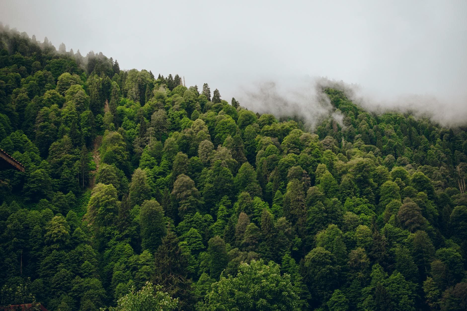 Charme commun - illustration botanique