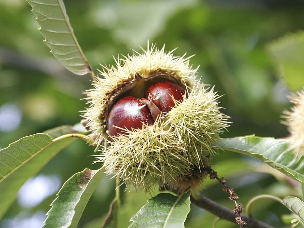 Châtaignier - illustration botanique