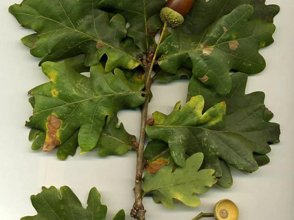 Chêne - illustration botanique